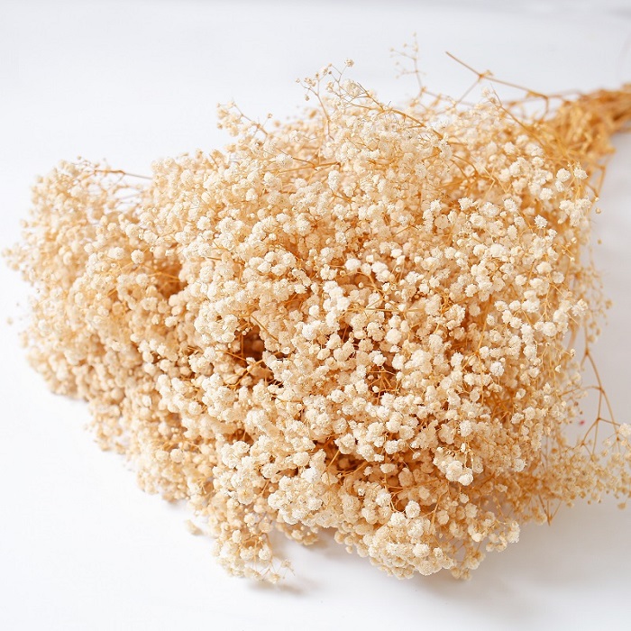 cream dried Gypsophila