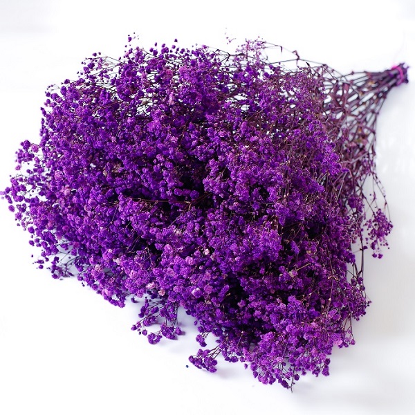 lilac preserved Gypsophila