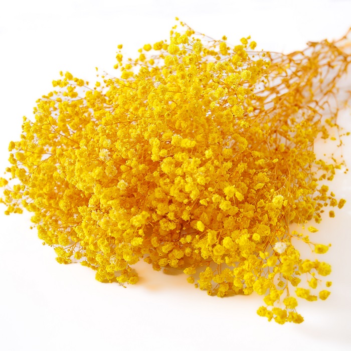yellow preserved Gypsophila
