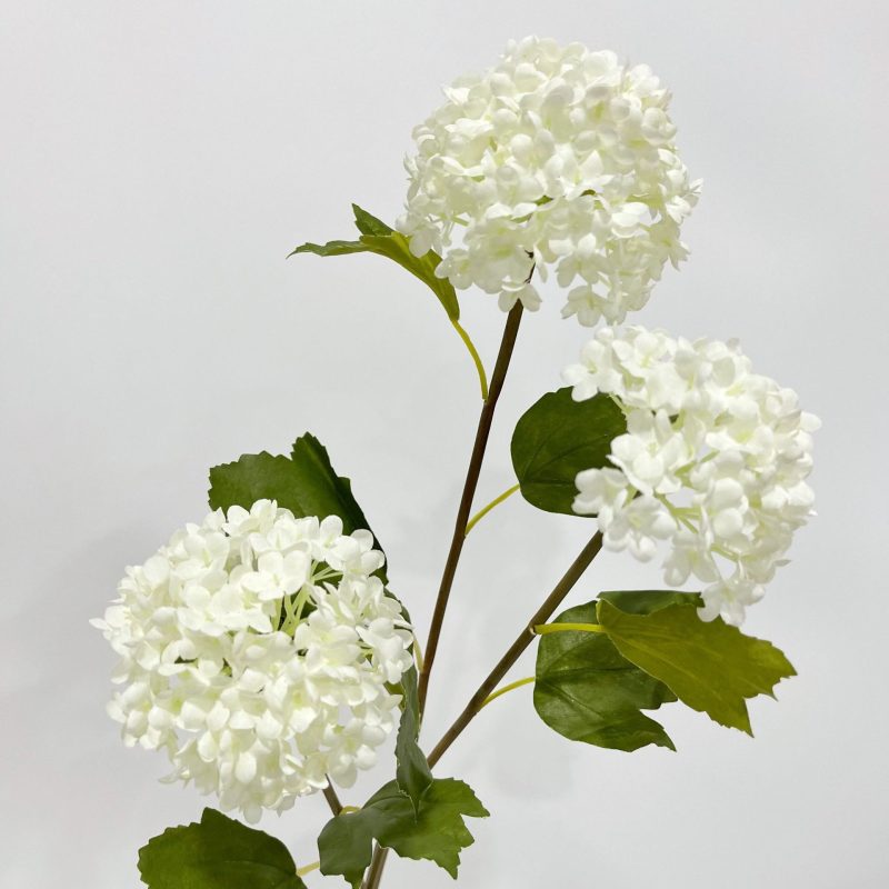 hydrangea white