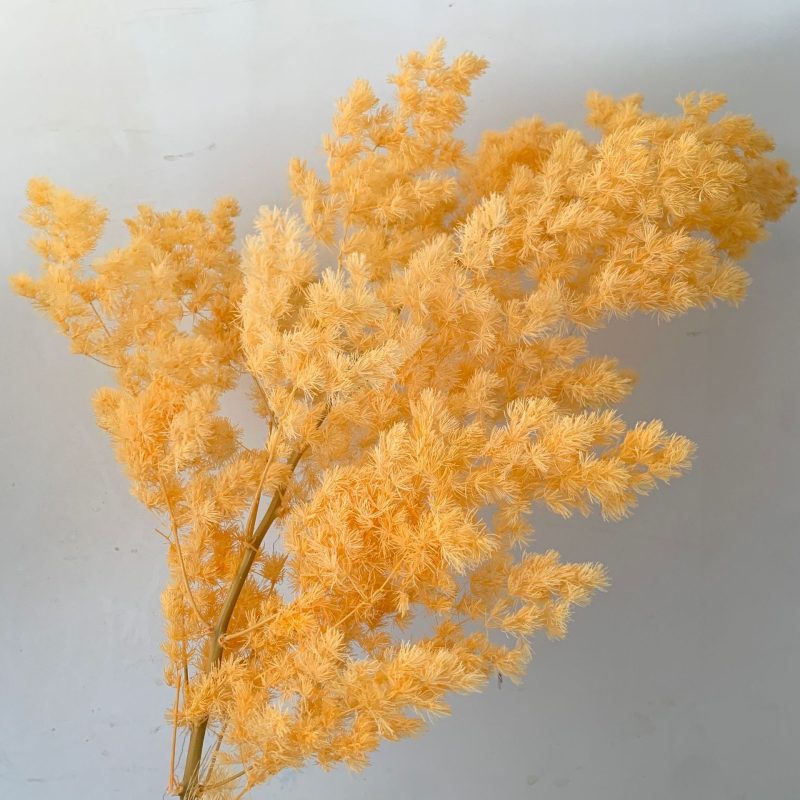 Preserved Asparagus Fern, Cerise, Light Orange Bunch, 100g, Pre-order