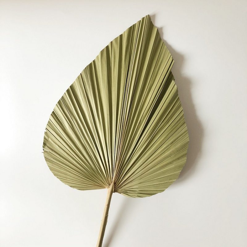 medium natural palm