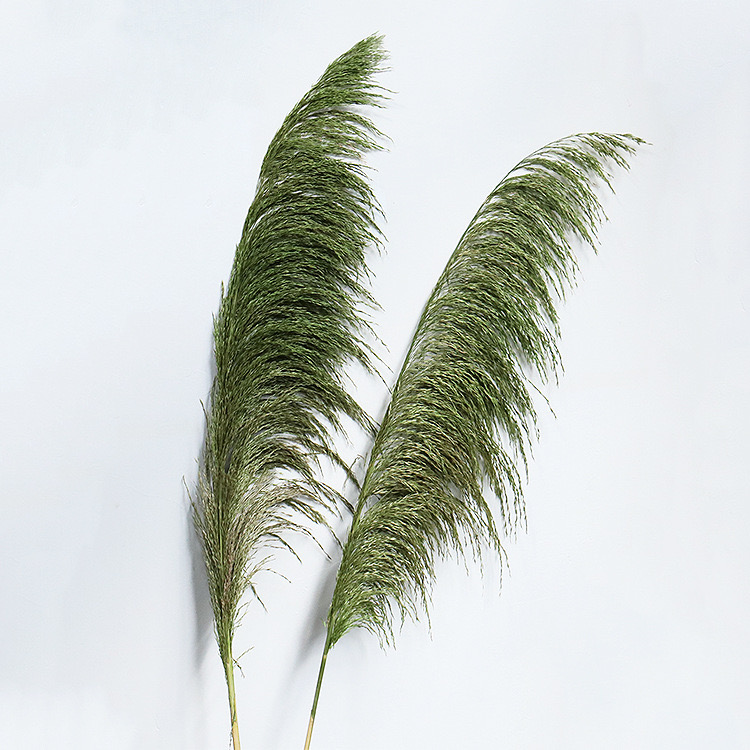 pampas grass, oliver green