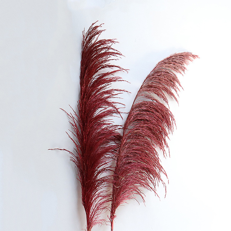red pampas grass