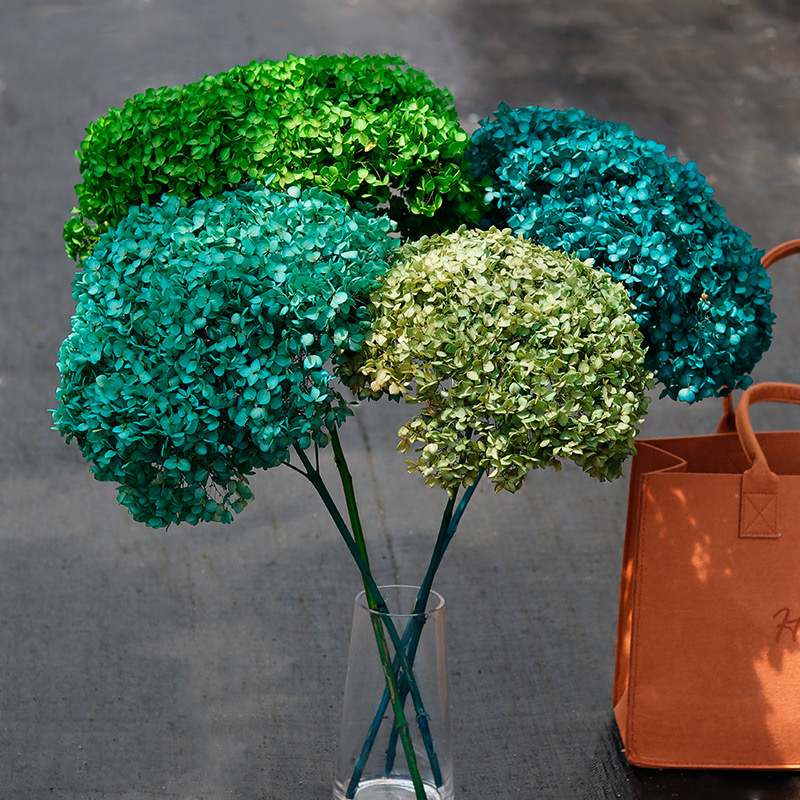 mixed color hydrangea