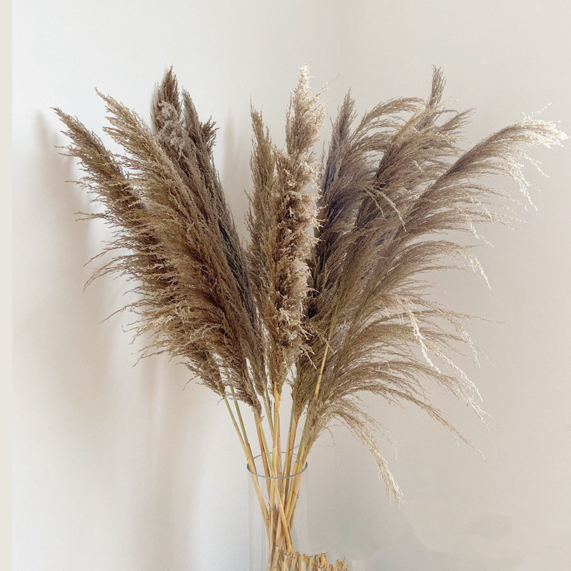 multiple colour pampas grass for BOHO decoration