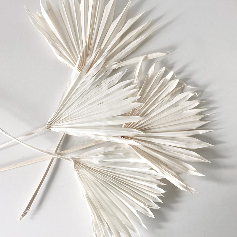 Sun Palm Leaf White, Preserved