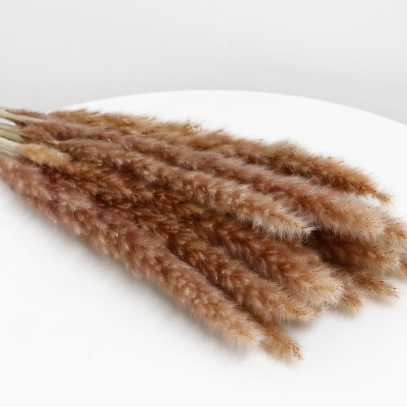 Fluffy Slim Stick Pampas Grass, Natural