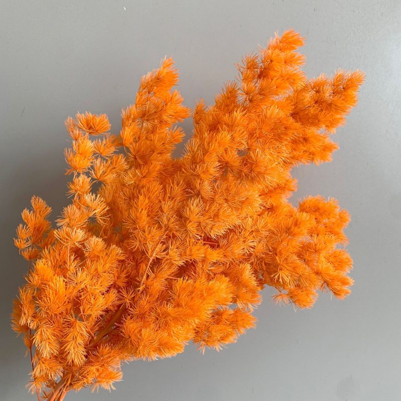 Preserved Asparagus Fern, Cerise, Orange Bunch, 100g