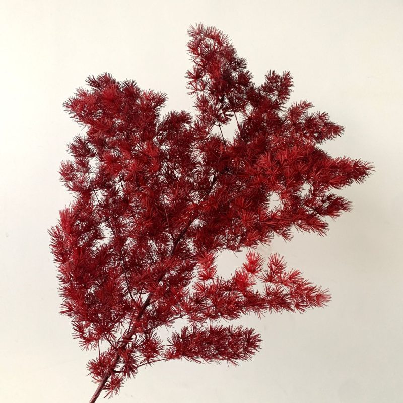 Preserved Asparagus Fern, Cerise, Red Bunch, 100g