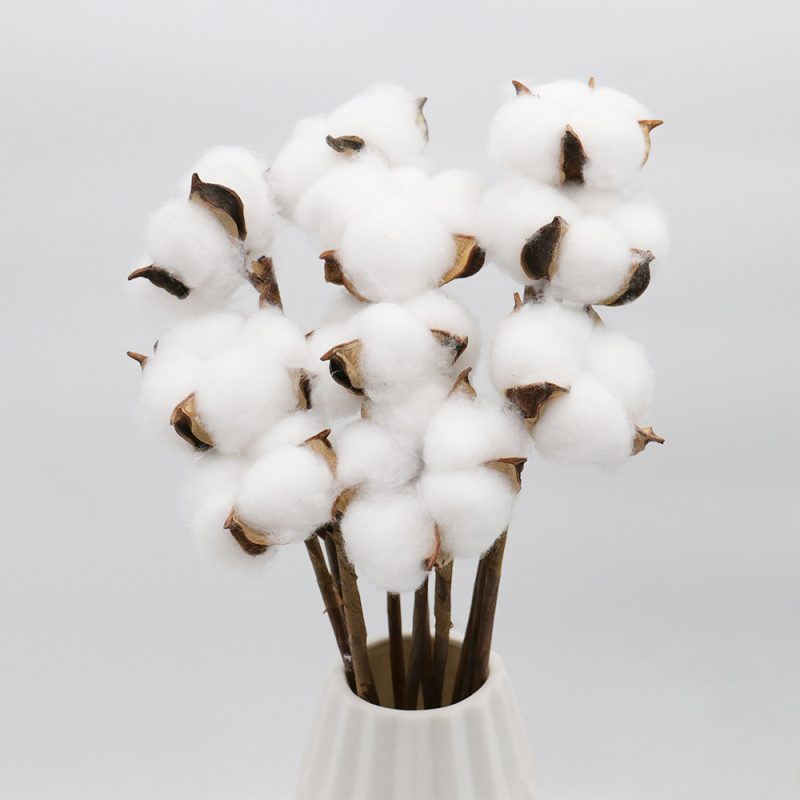 white Gossypium