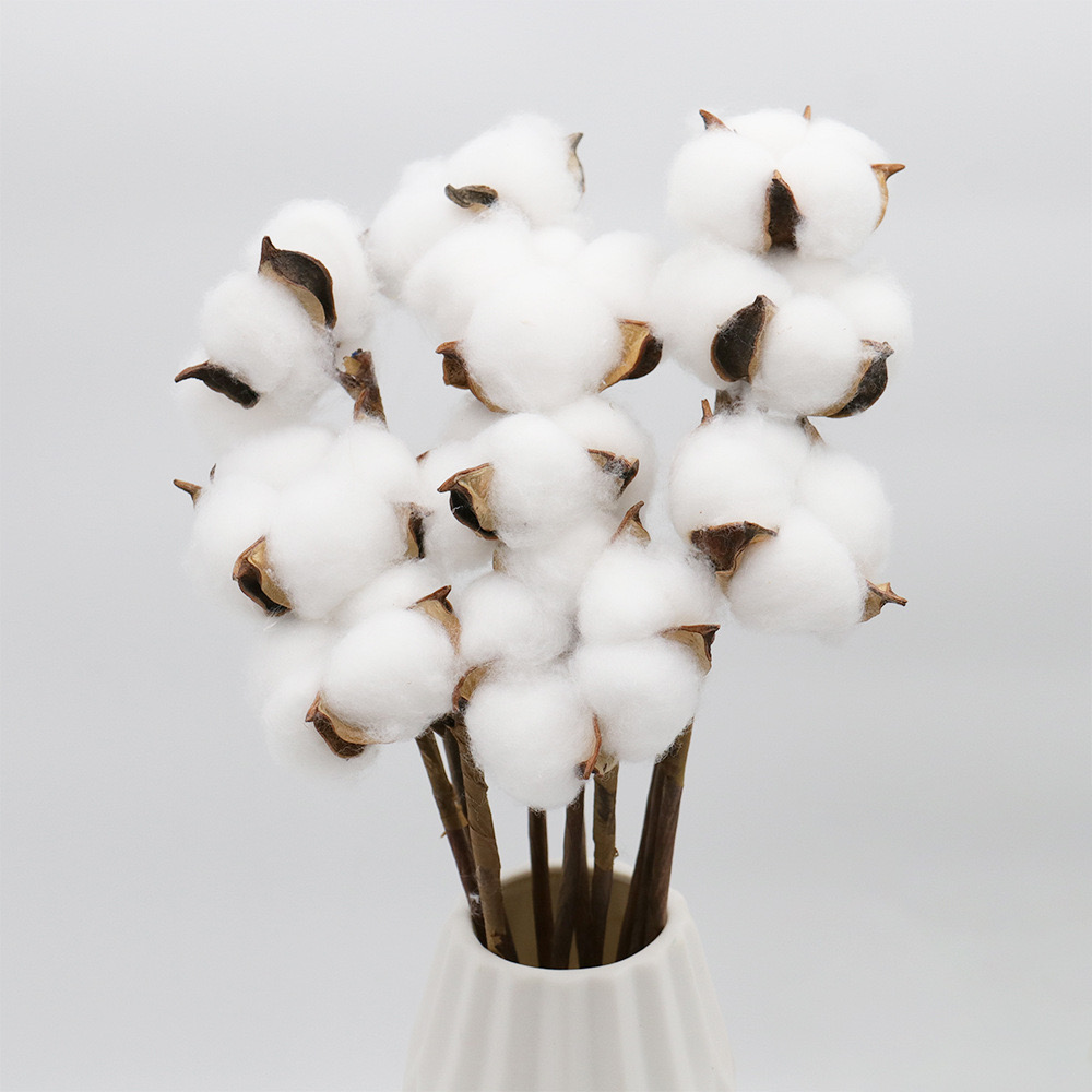 white Gossypium