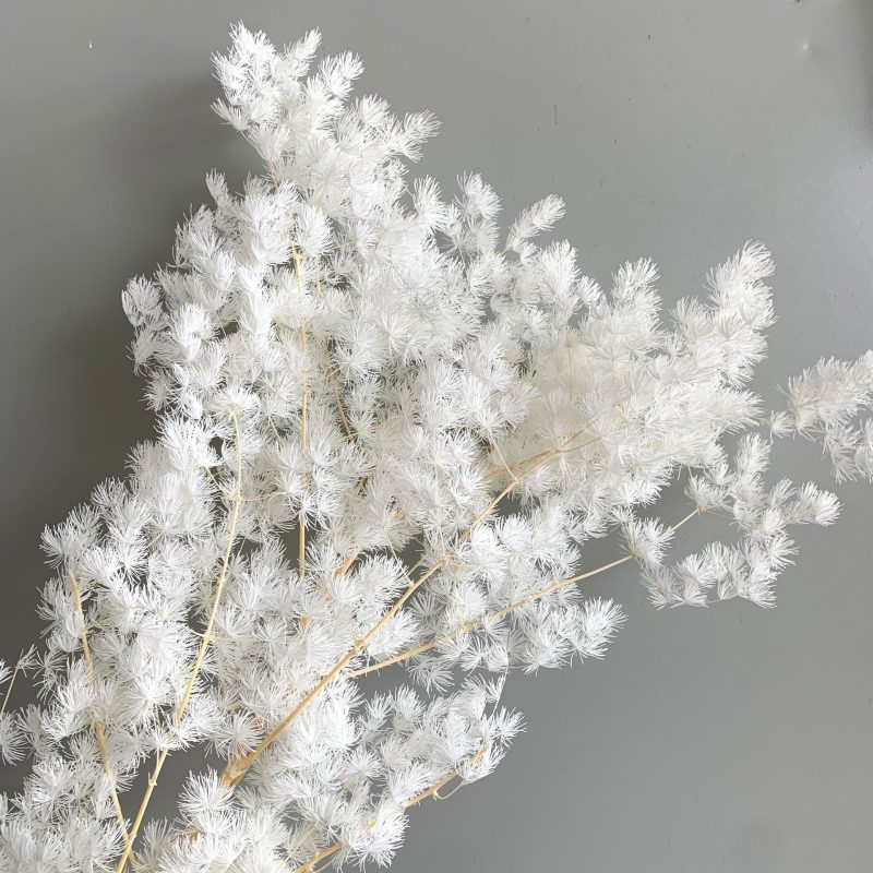 Preserved Asparagus Fern, Cerise, White Bunch, 100g