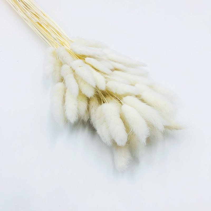white bunny tail