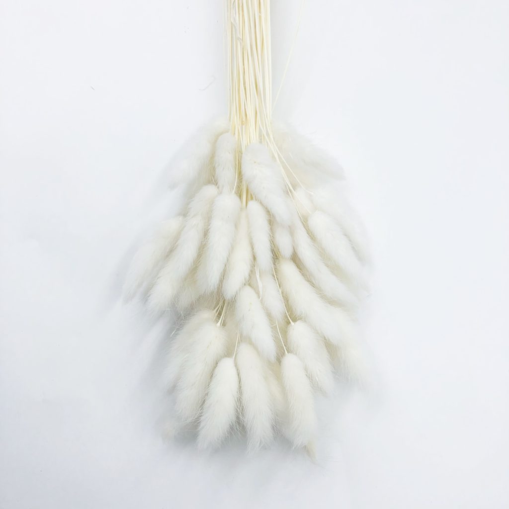 white bunny tail