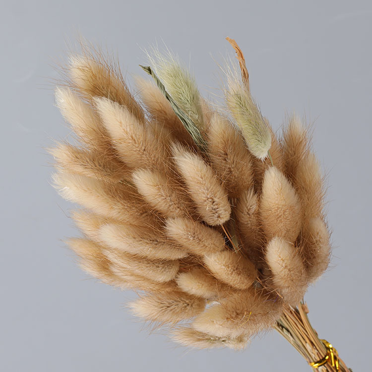 Natual dried bunny tail