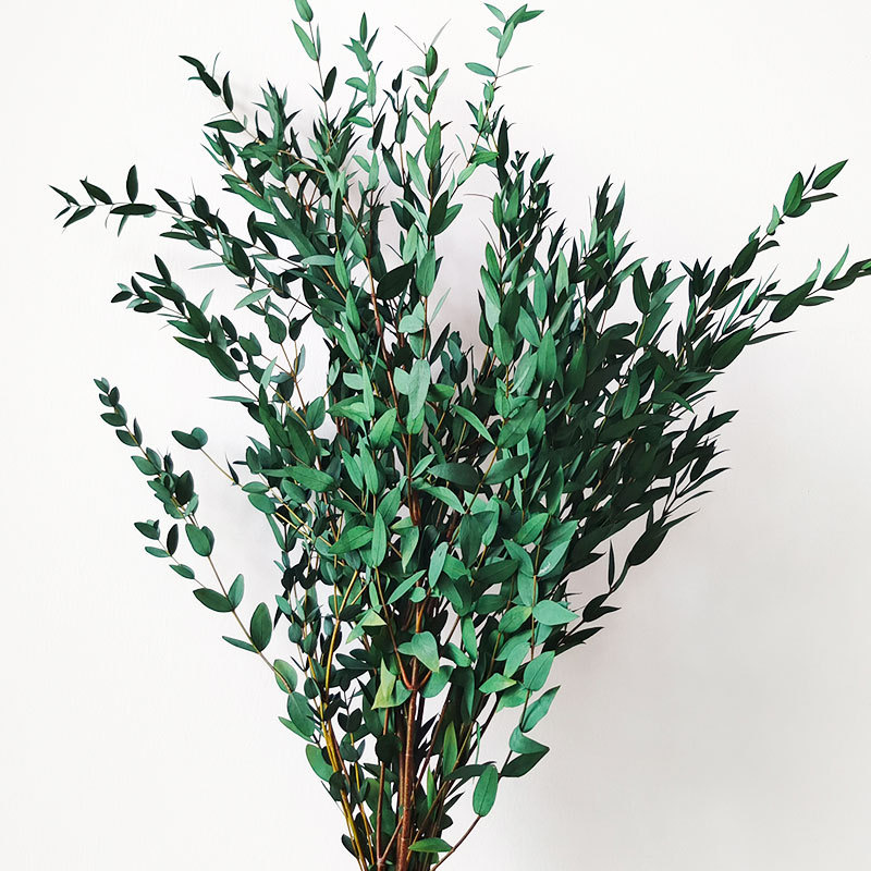Eucalyptus Parvifolia Green, Preserved, 100g