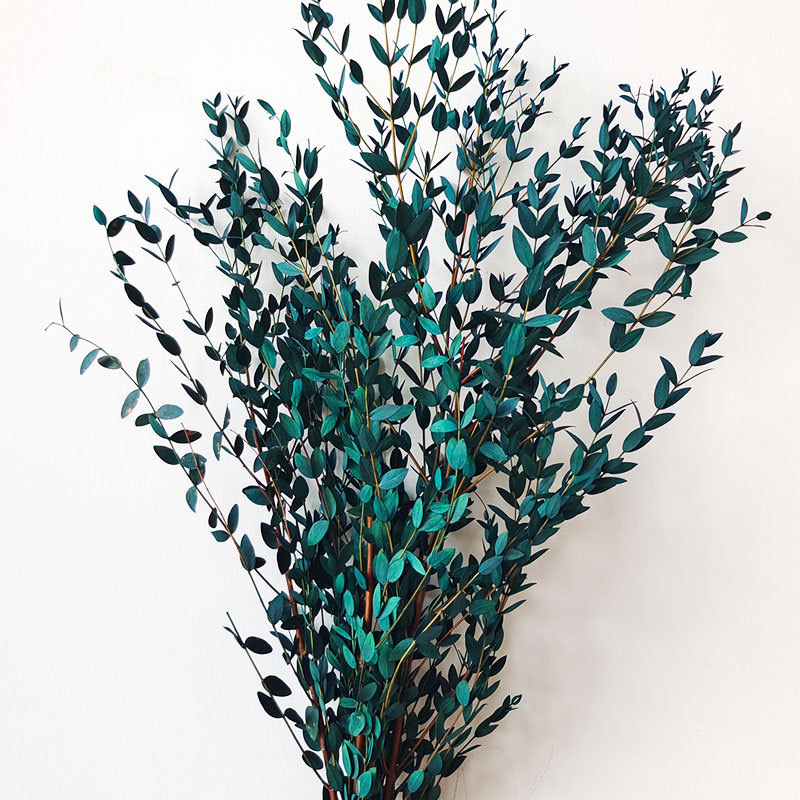 Eucalyptus Parvifolia Blue Green, Preserved, 5 Stems, 100g