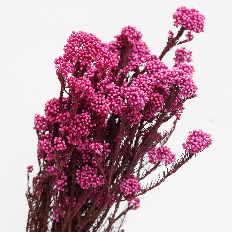 Rice Flower Magenta, Preserved, 1 Bunch 19*38cm