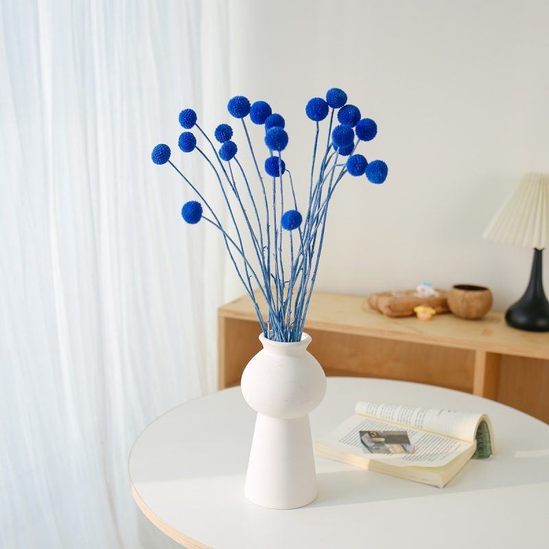 blue Craspedia globosa Benth