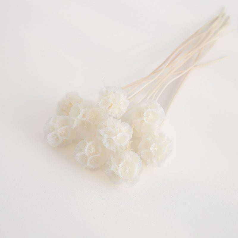 Preserved Drumstick Scabiosa White