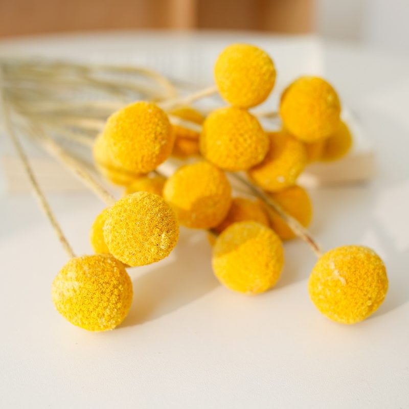 Natural Yellow Craspedia globosa Benth