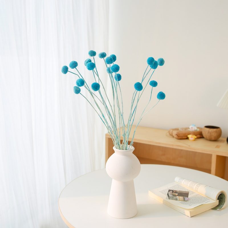 Tiffany Blue orange Craspedia globosa Benth