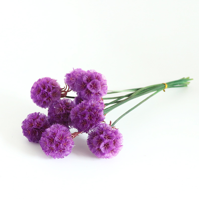 voilet Drumstick Scabiosa