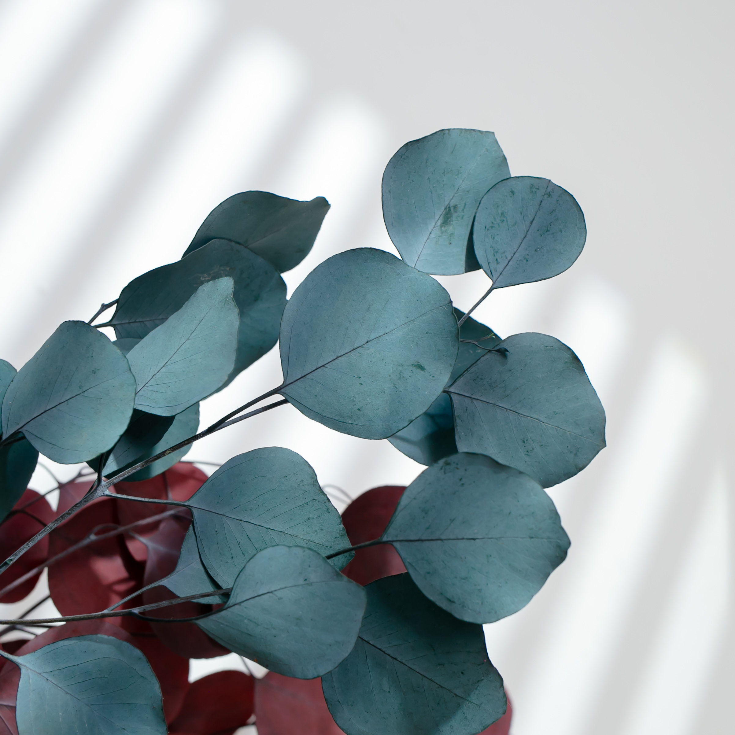 Dried Eucalyptus