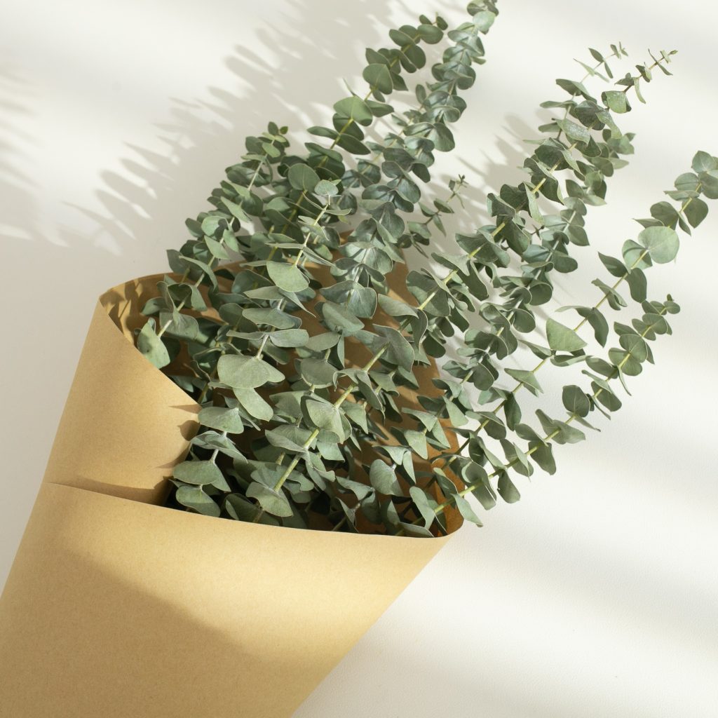 Dried green eucalyptus