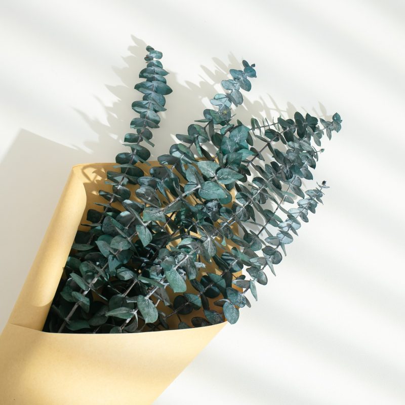 Preserved Green Eucalyptus