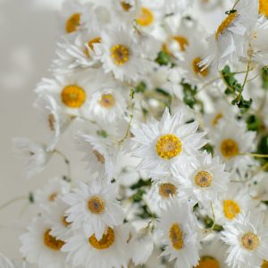 Dried daisies bouquet