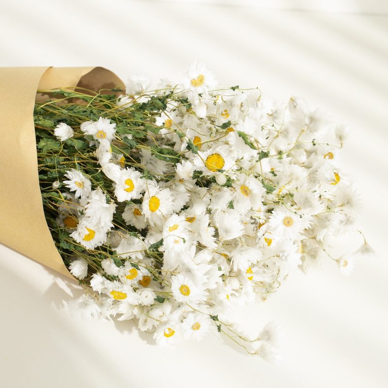 Real Dry White Flowers With Stems