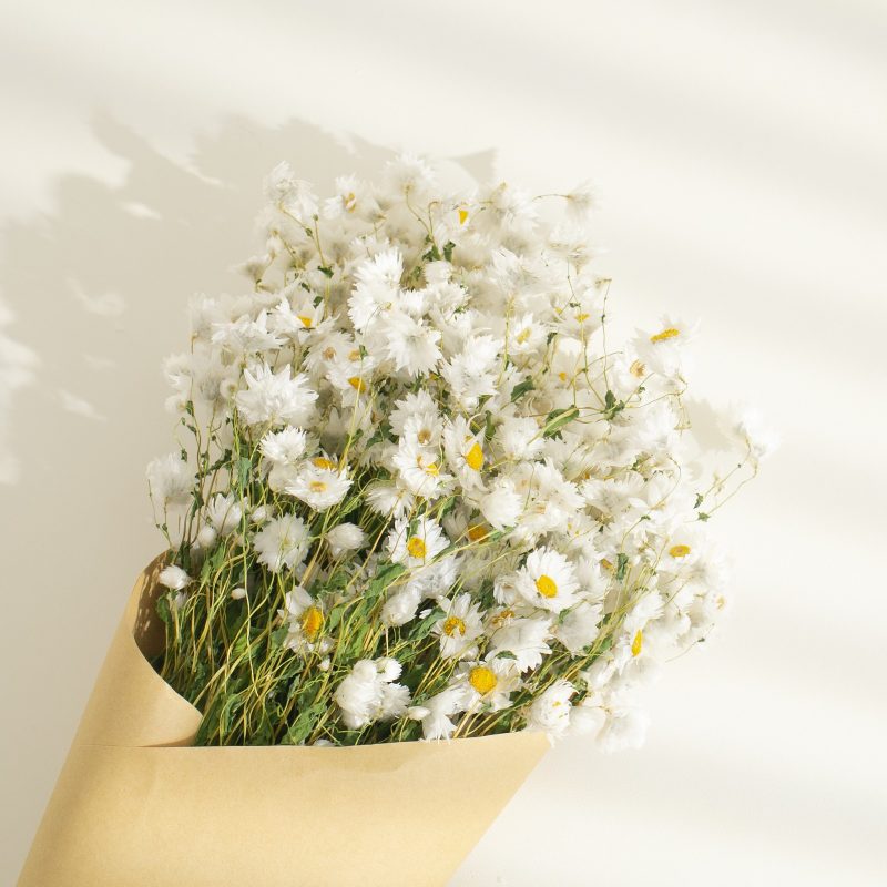 Real Dry White Flowers With Stems
