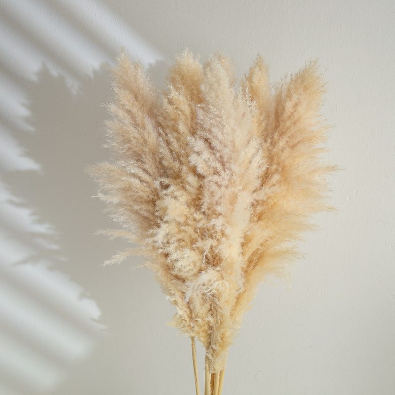 Pampas grass