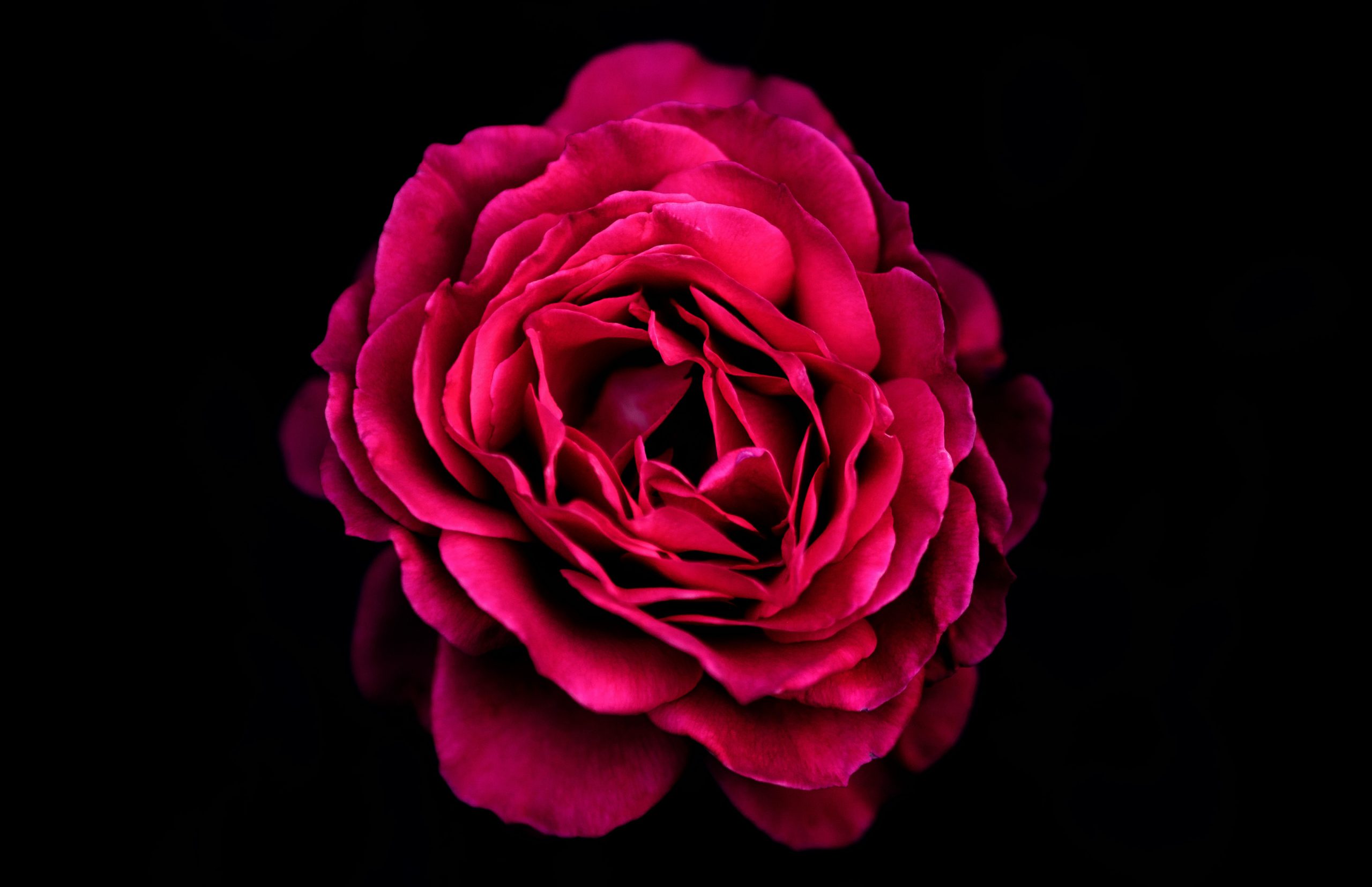 Red-petaled artificial flowers.