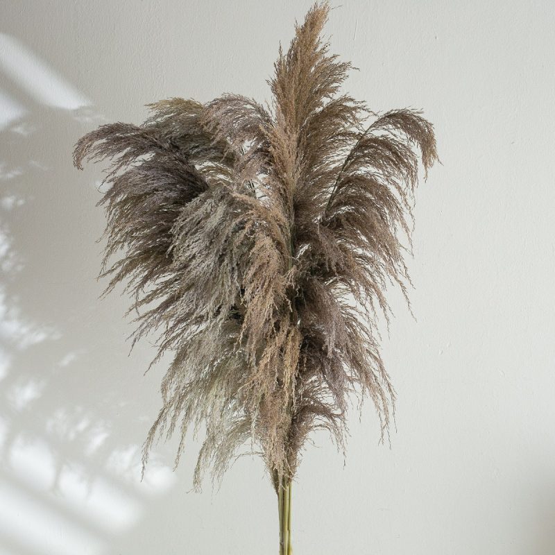 grey reeds pampas grass