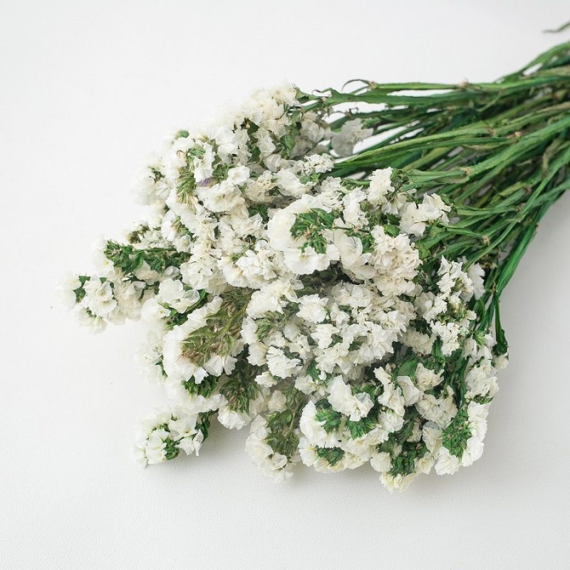 white dried forget me not