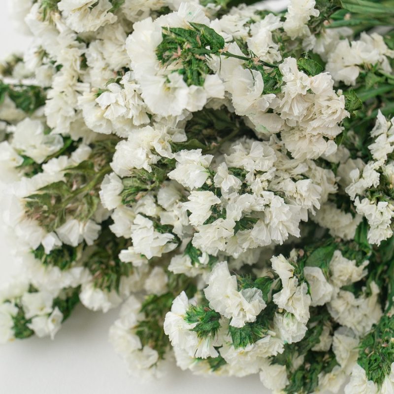 white dried forget me not