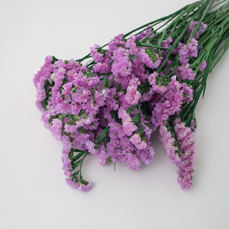 pink forget me not
