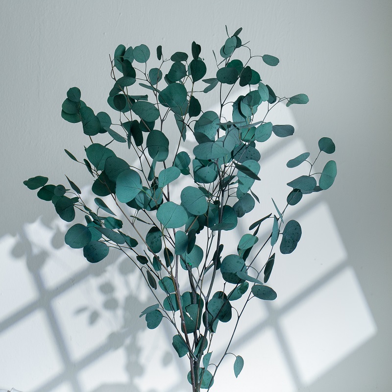green eucalyptus