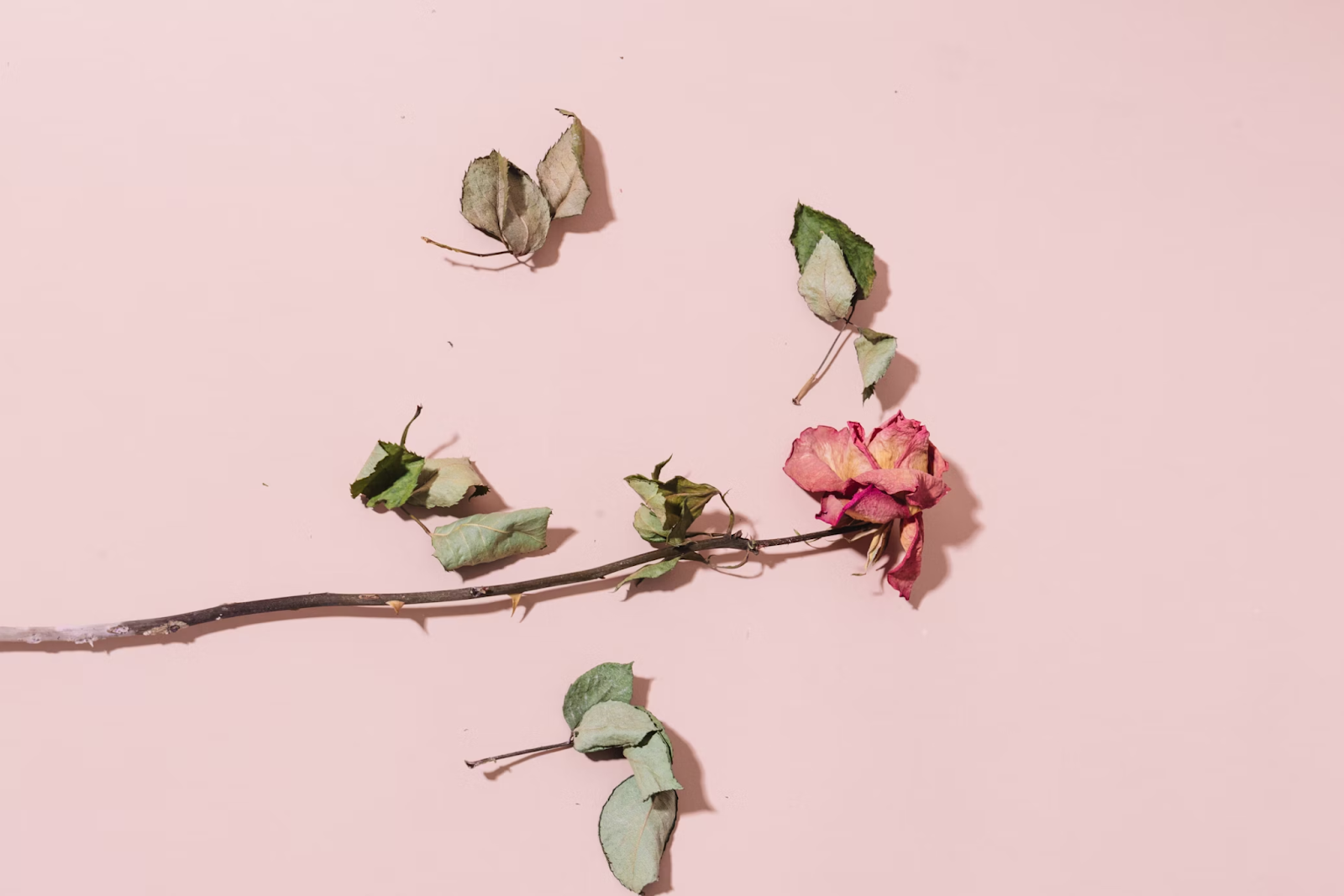A dried rose on a pink surface.