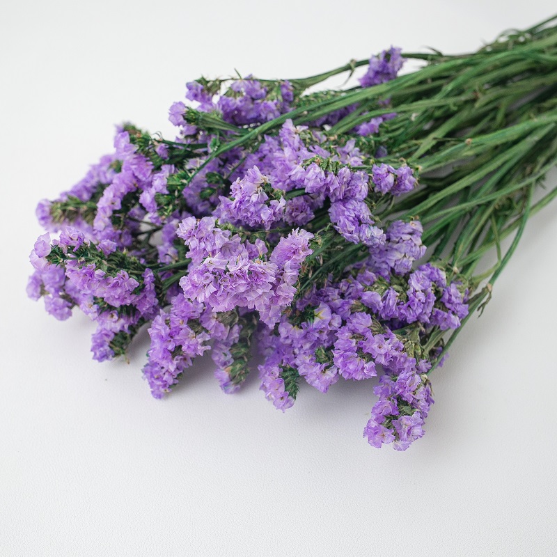 lilac forget me not
