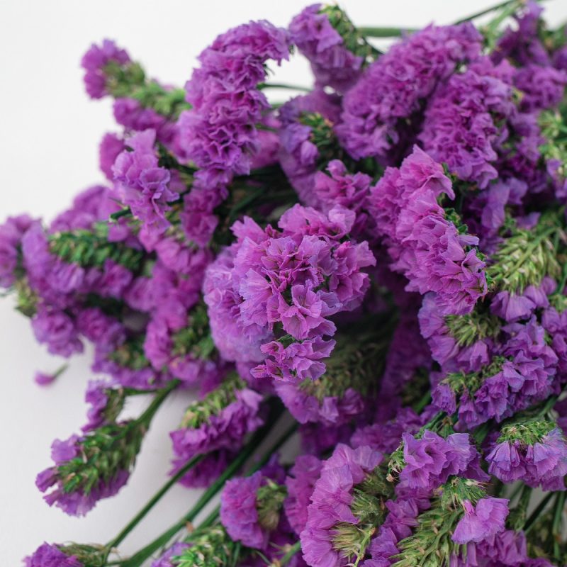 Purple pink dried forget me not
