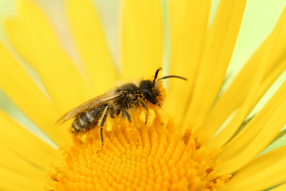 Bee taking pollen from flower