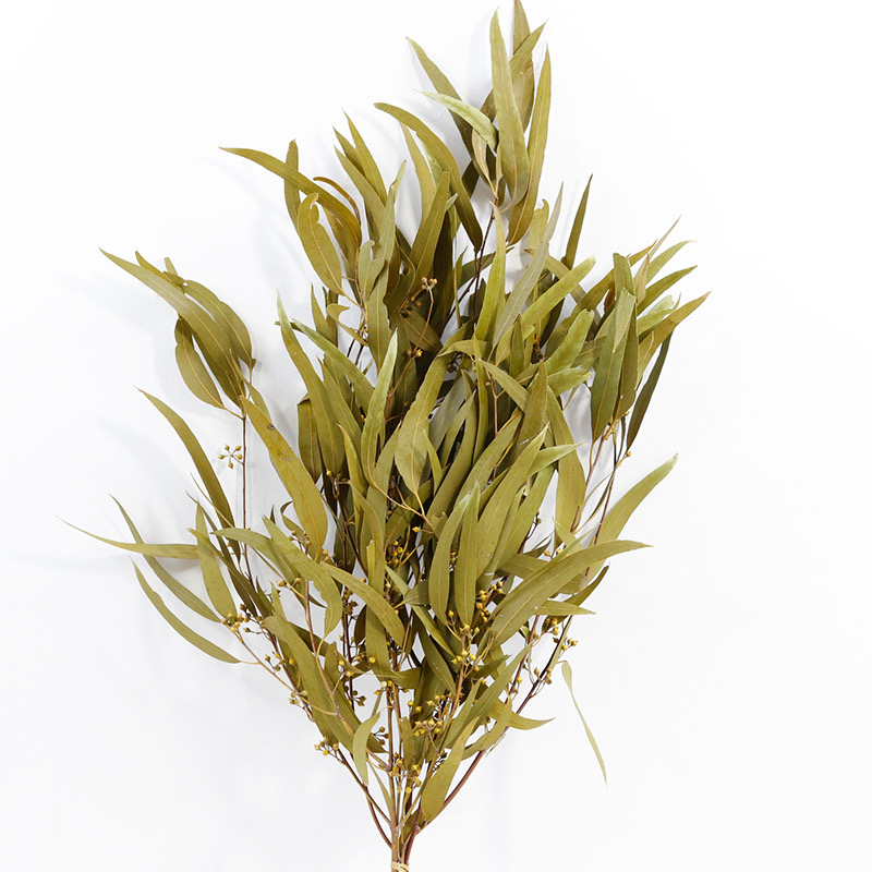 Eucalyptus Nicolii Ginger
