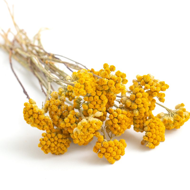 Lona, Dried, Natural Yellow