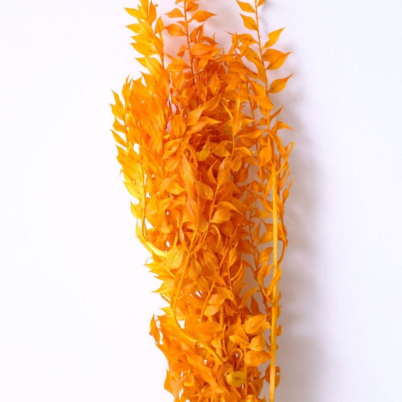 Ruscus Preserved Orange