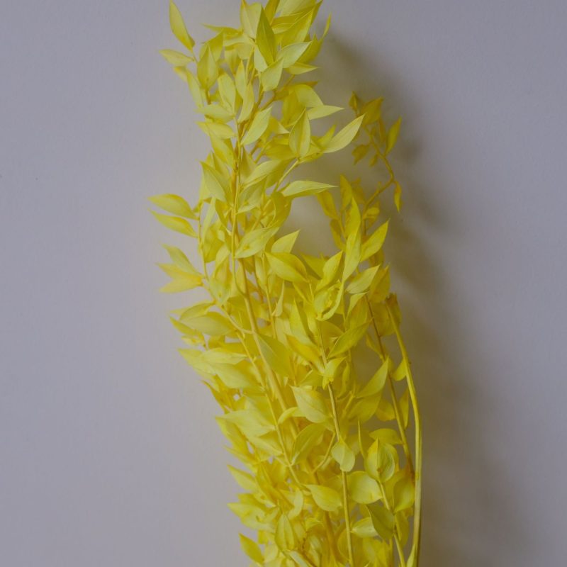 Ruscus Preserved Yellow