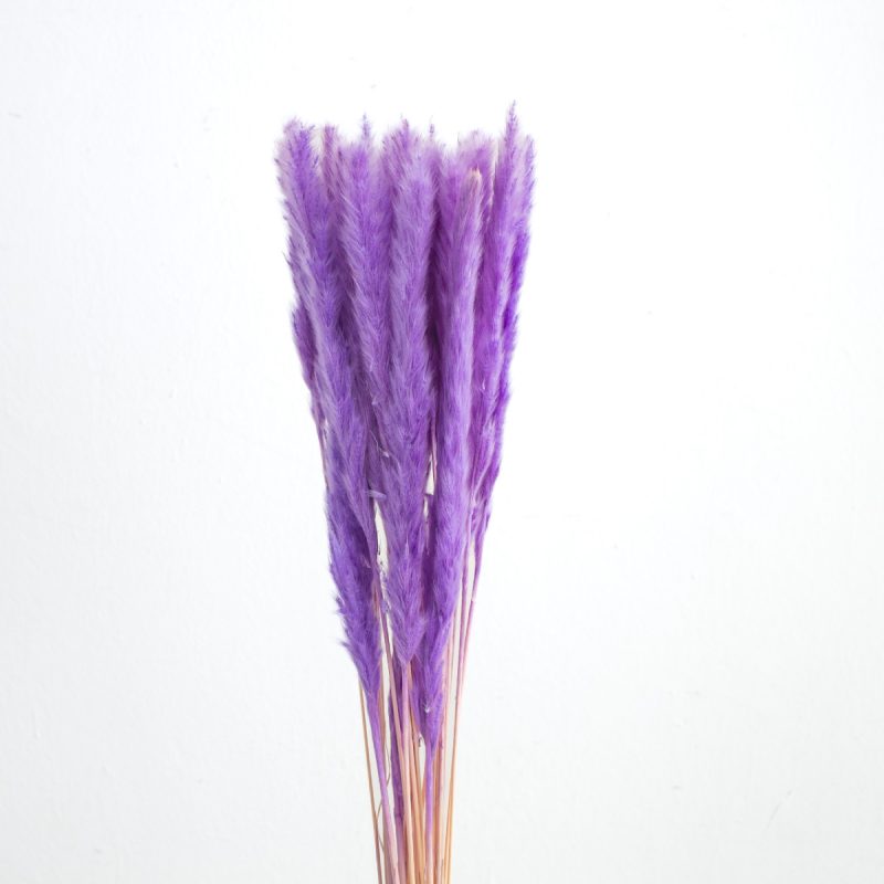 slim pampas grass taro purple